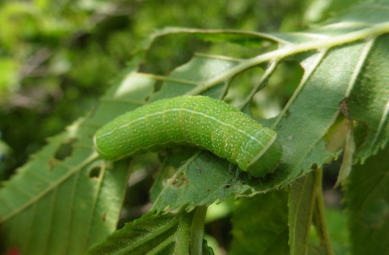 Bruco da ID - Orthosia (Monima) cerasi